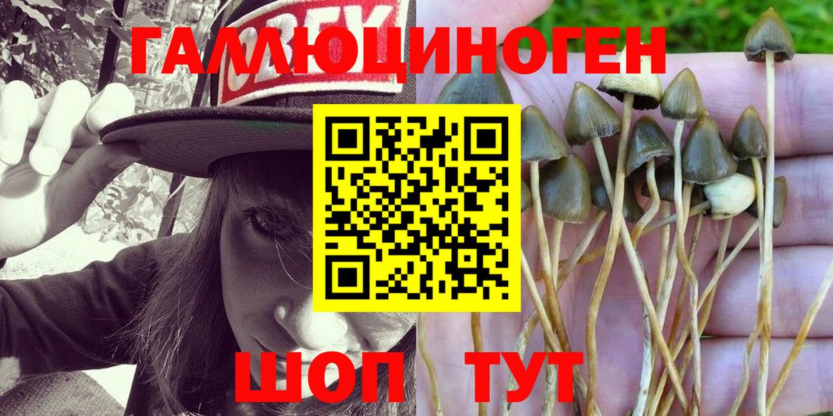 Псилоцибиновые грибы GOLDEN TEACHER  Вход с VPN  Псилоцибиновые грибы GOLDEN TEACHER  купить   Сосновоборск 